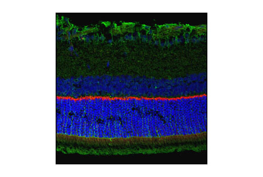 Confocal immunofluorescent image of rat retina labeled with PSD95 Antibody (red) and Akt (5G3) Mouse mAb #2966 (green). Blue pseudocolor = DRAQ5 ® #4084 (fluorescent DNA dye).