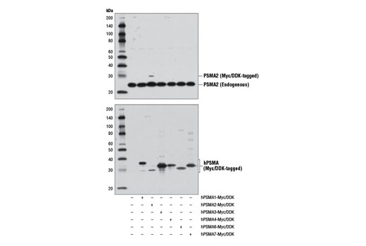 Western blot analysis of extracts from 293T cells, mock transfected (-) or transfected with constructs expressing Myc/DDK-tagged full-length human PSMA1 (hPSMA1-Myc/DDK; +), full-length human PSMA2 (hPSMA2-Myc/DDK; +), full-length human PSMA3 (hPSMA3-Myc/DDK; +), full-length human PSMA4 (hPSMA4-Myc/DDK; +), full-length human PSMA6 (hPSMA6-Myc/DDK; +), or full-length human PSMA7 (hPSMA7-Myc/DDK; +), using PSMA2 (D3A4) Rabbit mAb (upper) or DYKDDDDK Tag Antibody #2368 (lower).