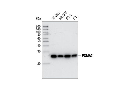 Western blot analysis of extracts from various cell lines using PMSA2 Antibody.