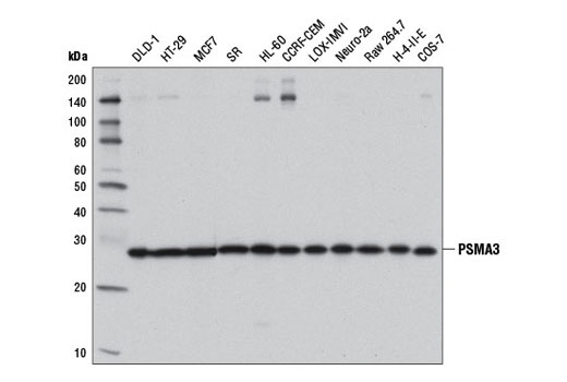 Western blot analysis of extracts from various cell lines using PSMA3 (D4Y9O) Rabbit mAb.