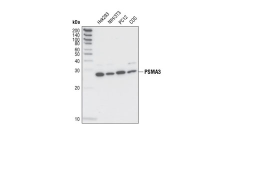 Western blot analysis of extracts from various cell lines using PMSA3 Antibody.