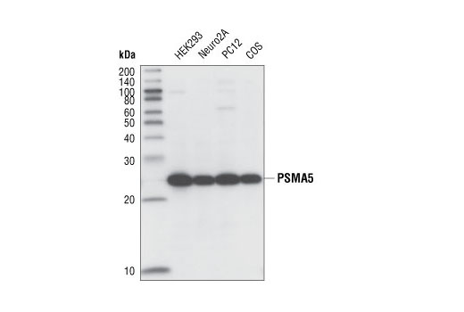 Western blot analysis of extracts from various cell lines using PMSA5 (K231) Antibody.