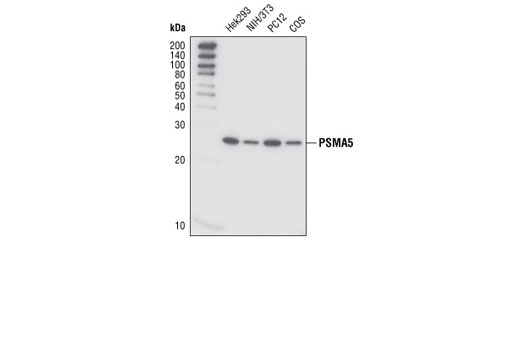 Western blot analysis of extracts from various cell lines using PMSA5 (T14) Antibody.