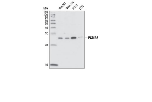 Western blot analysis of extracts from various cell lines using PMSA6 Antibody.