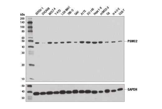 Western blot analysis of extracts from various cell lines using PSMC2 (D5T1T) Rabbit mAb (upper) and GAPDH (D16H11) XP ® Rabbit mAb #5174 (lower). OVCAR8 cells are reported to express low levels of PSMC2 (7).