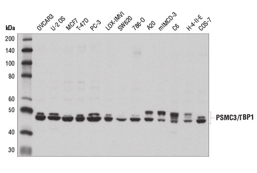Western blot analysis of extracts from various cell lines using PSMC3/TBP1 Antibody.
