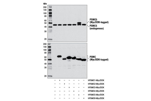 Western blot analysis of extracts from 293T cells, mock transfected (-) or transfected with constructs expressing Myc/DDK-tagged full-length human PSMC1 (hPSMC1-Myc/DDK; +), full-length human PSMC2 (hPSMC2-Myc/DDK; +), full-length human PSMC3 (hPSMC3-Myc/DDK; +), full-length human PSMC4 (hPSMC4-Myc/DDK; +); full-length human PSMC5 (hPSMC5-Myc/DDK; +), or full-length human PSMC6 (hPSMC6-Myc/DDK; +), using PSMC5/TRIP1 Antibody (upper) and DYKDDDDK Tag Antibody #2368 (lower).