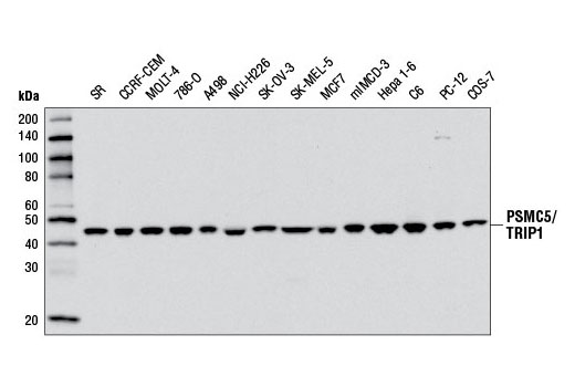 Western blot analysis of extracts from various cell lines using PSMC5/TRIP1 Antibody.