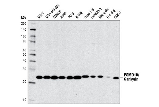 Western blot analysis of extracts from various cell lines using PSMD10/Gankyrin Antibody.