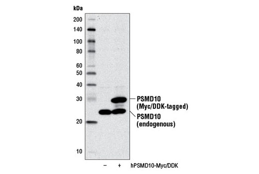 Western blot analysis of extracts from 293T cells, mock transfected (-) or transfected with a construct expressing Myc/DDK-tagged full-length human PSMD10 (hPSMD10-Myc/DDK; +), using PSMD10/Gankyrin Antibody.