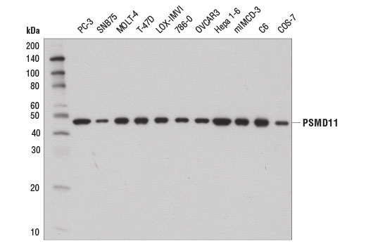 Western blot analysis of extracts from various cell lines using PSMD11 (D1T1R) Rabbit mab.
