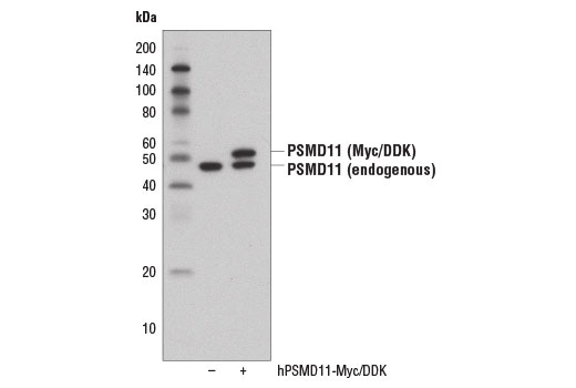 Western blot analysis of extracts from 293T cells, mock transfected (-) or transfected with a construct expressing Myc/DDK-tagged full-length human PSMD11 protein (hPSMD11-Myc/DDK; +), using PSMD11 (D1T1R) Rabbit mAb.
