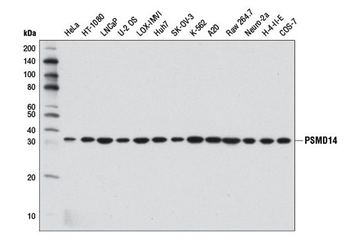 Western blot analysis of extracts from various cell lines using PSMD14 (D18C7) Rabbit mAb.