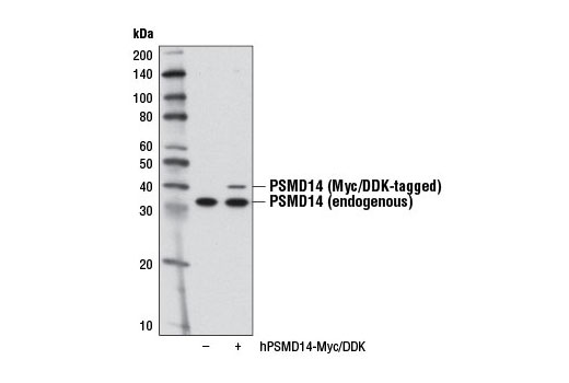 Western blot analysis of extracts from 293T cells, either mock transfected (-) or transfected with a cDNA construct expressing Myc/DDK-tagged full-length human PSMD14 (hPSMD14-Myc/DDK, +), using PSMD14 (D18C7) Rabbit mAb.