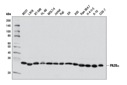 Western blot analysis of extracts from various cell lines using PA28α (D1C10) Rabbit mAb.