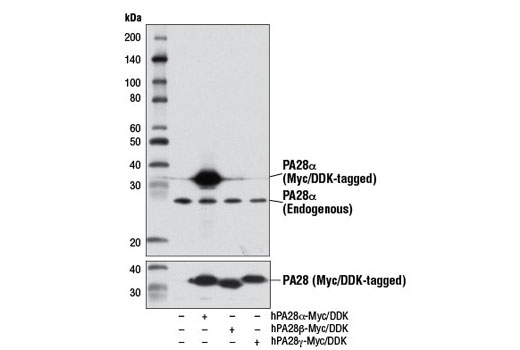 Western blot analysis of extracts from 293T cells, either mock transfected (-) or transfected with a construct expressing Myc/DDK-tagged full-length human PA28α (hPA28α-Myc/DDK, +), full-length human PA28β (hPA28β-Myc/DDK, +), or full-length human PA28γ (hPA28γ-Myc/DDK, +), using PA28α (D1C10) Rabbit mAb (upper) or DYKDDDDK Tag Antibody (Binds to same epitope as Sigma's Anti-FLAG ® M2 Antibody) #2368 (lower).