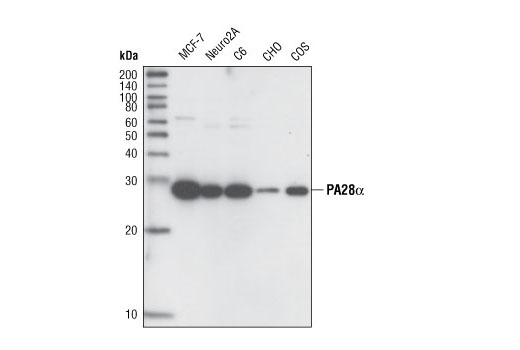 Western blot analysis of extracts from MCF-7, Neuro2A, C6, CHO and COS cells using PA28α Antibody.