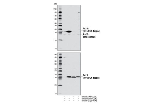 Western blot analysis of extracts from 293T cells, either mock transfected (-) or transfected with Myc/DDK-tagged cDNA expression constructs encoding full-length human PA28α (hPA28α; +), full-length human PA28β (hPA28β; +), or full-length human PA28γ (hPA28γ; +), using PA28α (D4F12) Rabbit mAb (upper) and DYKDDDDK Tag Antibody (Binds to same epitope as Sigma's Anti-FLAG ® M2 Antibody) #2368 (lower).