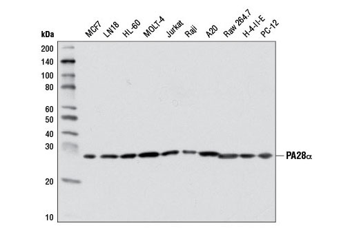 Western blot analysis of extracts from various cell lines using PA28α (D4F12) Rabbit mAb.