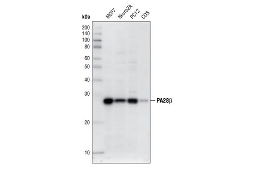 Western blot analysis of extracts from MCF7, Neuro2A, PC12 and COS cells, using PA28β Antibody.