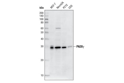 Western blot analysis of extracts from MCF-7, Neuro2A, PC12 and COS cells using PA28γ Antibody.