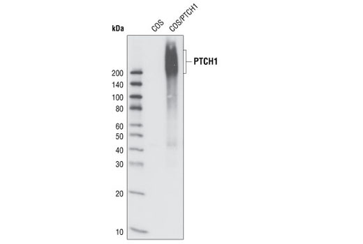 Western blot analysis of total cell lysates from COS cells, untransfected or transiently transfected with a human PTCH1 expression construct, using PTCH1 (C53A3) Rabbit mAb.