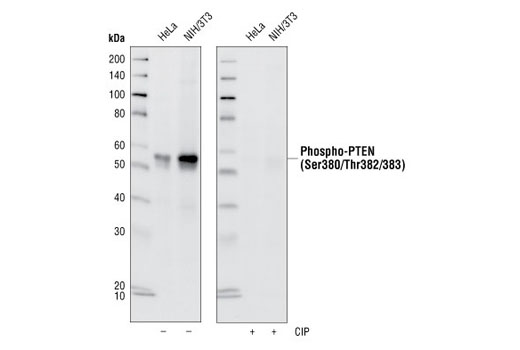 Western blot analysis of extracts from HeLa and NIH/3T3 cells, using Phospho-PTEN (Ser380/Thr382/383) (44A7) Rabbit mAb. Membranes were either left untreated (-) or treated with (+) calf intestinal phosphatase (CIP) post Western transfer to verify phospho-specificity of the antibody.