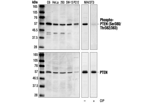 Western blot analysis of extracts from various cell lines, using Phospho-PTEN (Ser380/Thr382/Thr383) Antibody (upper) or PTEN Antibody #9552 (lower). The phospho-specificity of the antibody was confirmed by treating the membrane with calf intestinal alkaline phosphatase (CIP) after Western transfer.