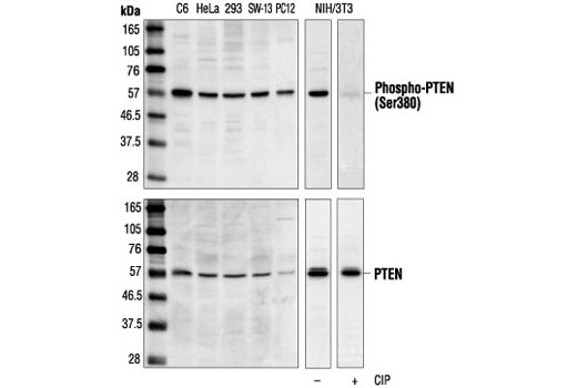 Western blot analysis of extracts from various cell lines, using Phospho-PTEN (Ser380) Antibody (upper) or PTEN Antibody #9552 (lower). The phospho-specificity of the antibody was confirmed by treating the membrane with calf intestinal alkaline phosphatase (CIP) after Western transfer.