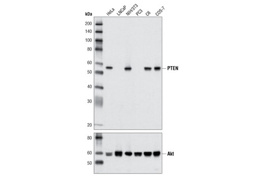 Western blot analysis of extracts from various cell lines using PTEN (D4.3) XP ® Rabbit mAb (upper) and Akt (pan) (C67E7) Rabbit mAb #4691 (lower).