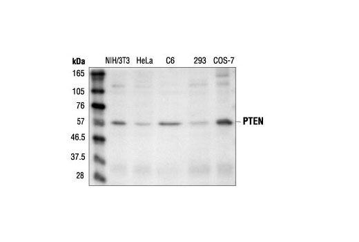 Western blot analysis of extracts from various cell lines grown in media with 10% FBS, using PTEN (26H9) Mouse mAb.