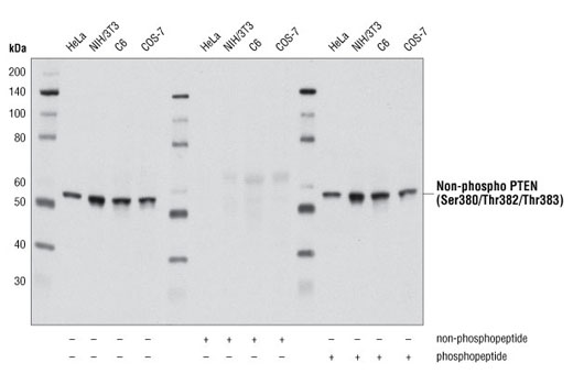 Western blot analysis of extracts from various cell lines using Non-phospho PTEN (Ser380/Thr382/Thr383) (D2D11) Rabbit mAb. The non-phosphospecificity of the antibody was verified by preincubating the antibody without peptide (-), with PTEN (Ser380/Thr382/Thr383) non-phosphopeptide (+), or with PTEN (Ser380/Thr382/Thr383) phosphopeptide (+) prior to incubating the membrane.