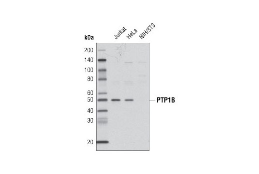 Western blot analysis of extracts from various cell lines using PTP1B Antibody.