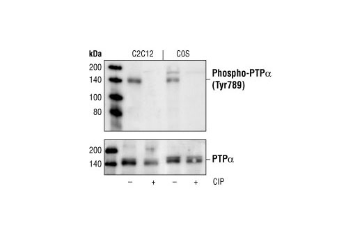 Western blot analysis of C2C12 and COS cell lysates, untreated or alkaline phosphatase (CIP)-treated, using Phospho-PTPα (Tyr789) Antibody (upper) or PTPα Antibody (Gift from Dr. D. Shalloway, Dept. of Molecular Biology and Genetics, Cornell University, Ithaca, NY.) (lower).