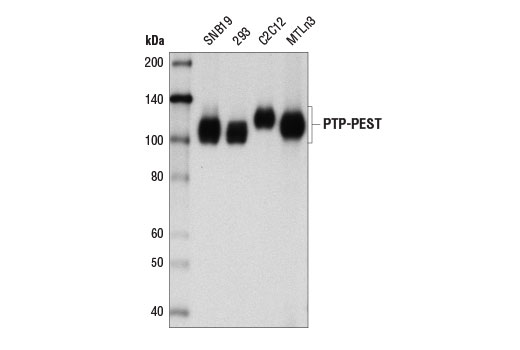 Western blot analysis of extracts from various cell lines using PTP-PEST (D4W7W) Rabbit mAb.