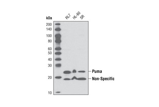 Western blot analysis of extracts from various cells using Puma Antibody.