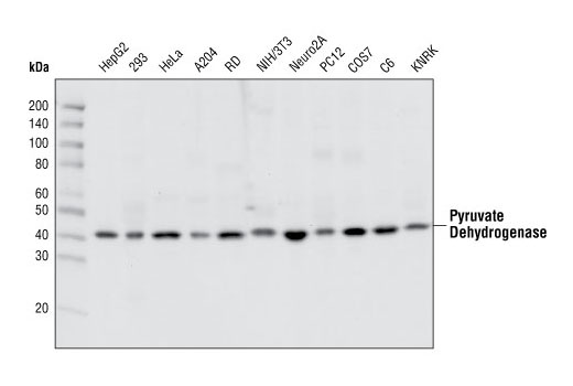 Western blot analysis of extracts from various cell types using Pyruvate Dehydrogenase Antibody.