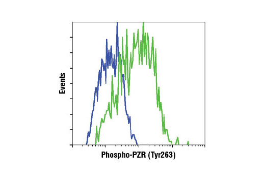 Flow cytometric analysis of BAE cells, untreated (blue) or H 2 O 2 -treated (green), using Phospho-PZR (Tyr263) (D6A5) Rabbit mAb.
