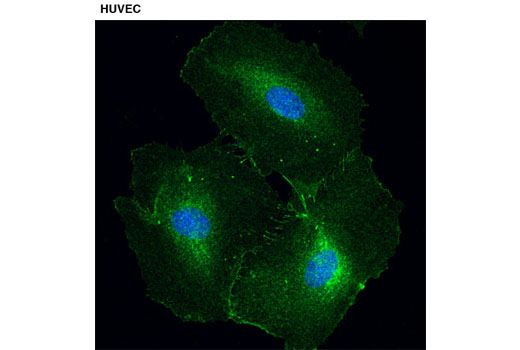 Confocal immunofluorescent analysis of HUVEC cells using PZR (D17B10) XP ® Rabbit mAb (green). Blue pseudocolor = DRAQ5 ® #4084 (fluorescent DNA dye).