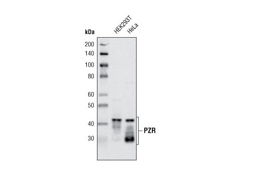Western blot analysis of extracts from HeLa and HEK293T cells using PZR Antibody.