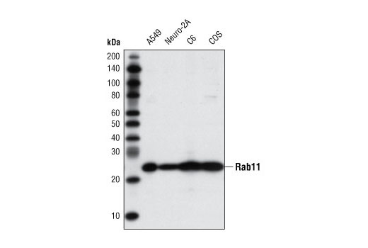 Western blot analysis of extracts from various cell lines using Rab11 (D4F5) XP ® Rabbit mAb.