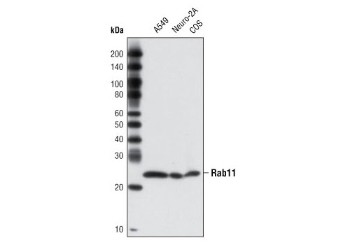 Western blot analysis of extracts from A549, Neuro-2A and COS cells using Rab11 Antibody.