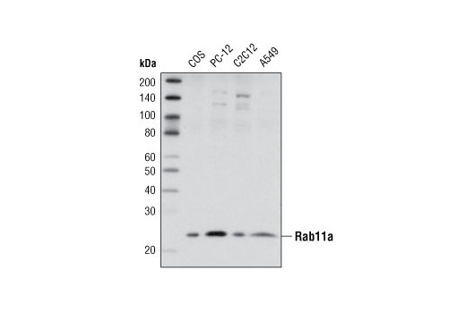 Western blot analysis of extracts from various cell lines using Rab11a Antibody.