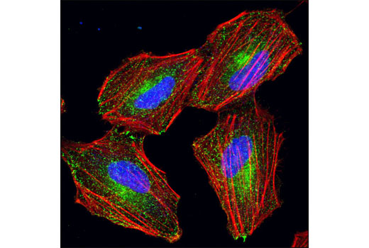 Confocal immunofluorescent analysis of HeLa cells using Rab11a Antibody (green). Actin filaments have been labeled with DY-554 phalloidin (red). Blue pseudocolor = DRAQ5 ® #4084 (fluorescent DNA dye).