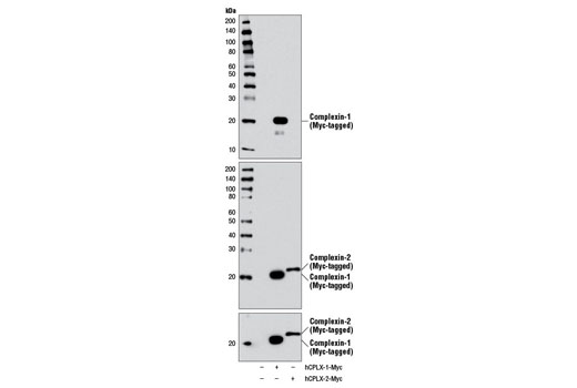 Western blot analysis of extracts from 293T cells, mock transfected (-) or transfected with a construct expressing Myc-tagged full length human complexin-1 (hCPLX-1-Myc; +) or complexin-2 (hCPLX-2-Myc; +), using Complexin-1 Antibody (upper), Complexin-1/2 Antibody #13302 (middle) and Myc-Tag (71D10) Rabbit mAb #2278 (lower).