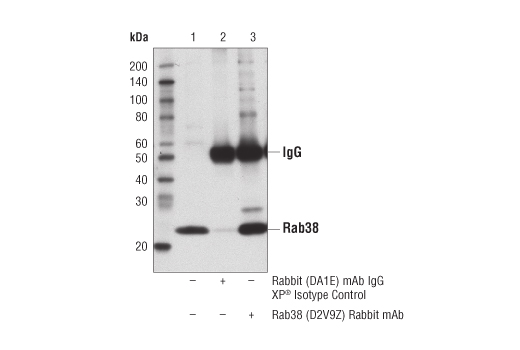 Immunoprecipitation of Rab38 protein from SK-MEL-2 cell extracts using Rabbit (DA1E) mAb IgG XP ® Isotype Control #3900 (lane 2) or Rab38 (D2V9Z) Rabbit mAb (lane 3). Lane 1 is 10% input. Western blot analysis was performed using Rab38 (D2V9Z) Rabbit mAb.