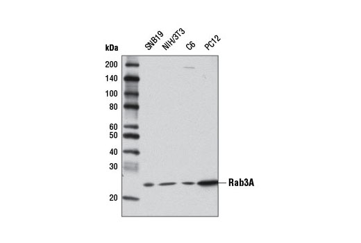 Western blot analysis of extracts from various cell lines using Rab3A (D7B10) Rabbit mAb.