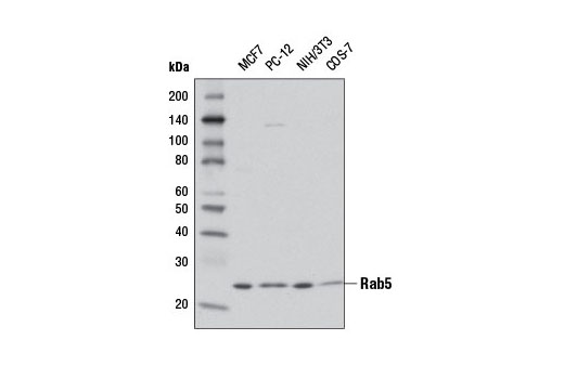 Western blot analysis of extracts from various cell extracts using Rab5 Antibody.