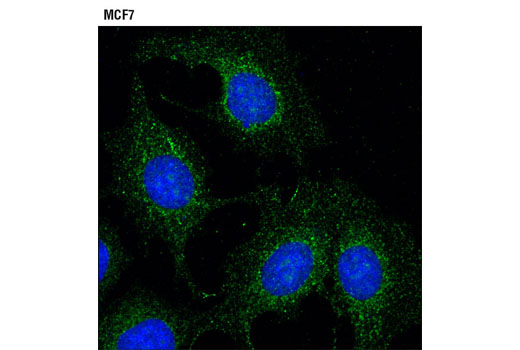 Confocal immunofluorescent analysis of MCF-7 cells using Rab5 Antibody (green). Blue pseudocolor = DRAQ5™ (fluorescent DNA dye).