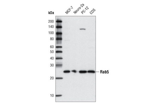 Western blot analysis of extracts from various cell lines using Rab5 (C8B1) Rabbit mAb.